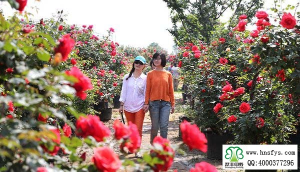 2015 南陽月季展玉雕節(jié)已開幕，花已開好 君可來矣