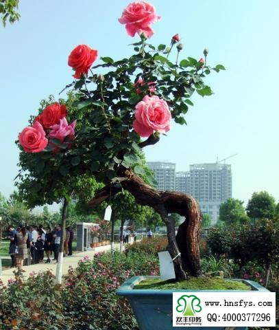 2015 南陽月季展玉雕節(jié)已開幕，花已開好 君可來矣