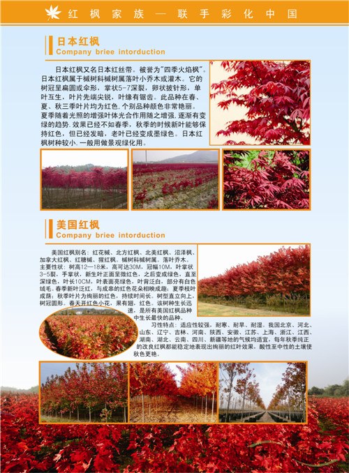 紅楓家族宣傳畫冊(cè)印刷